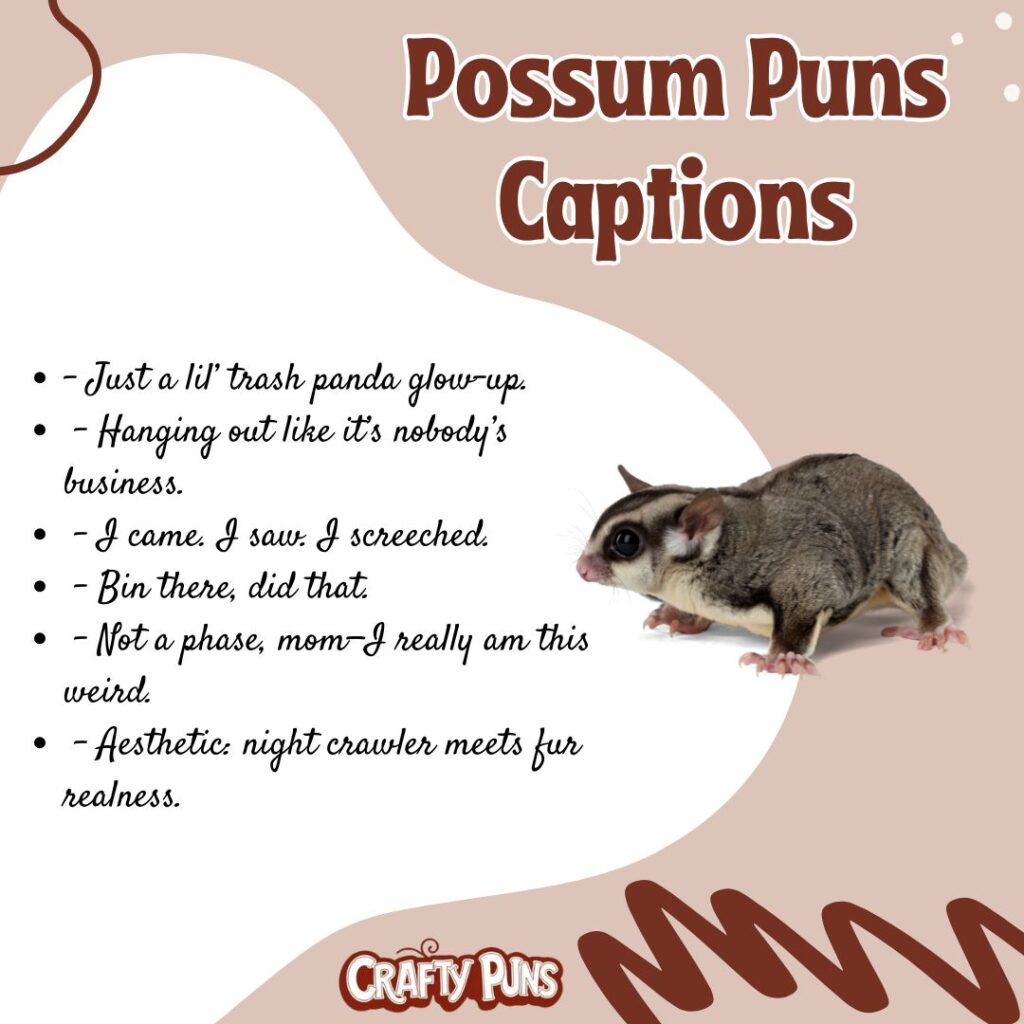 Possum Puns Captions