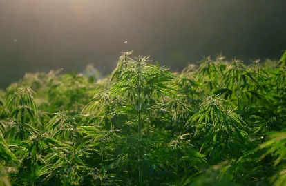 Cannabis Insurance in 2025 Adapting to New Regulations and Market Trends