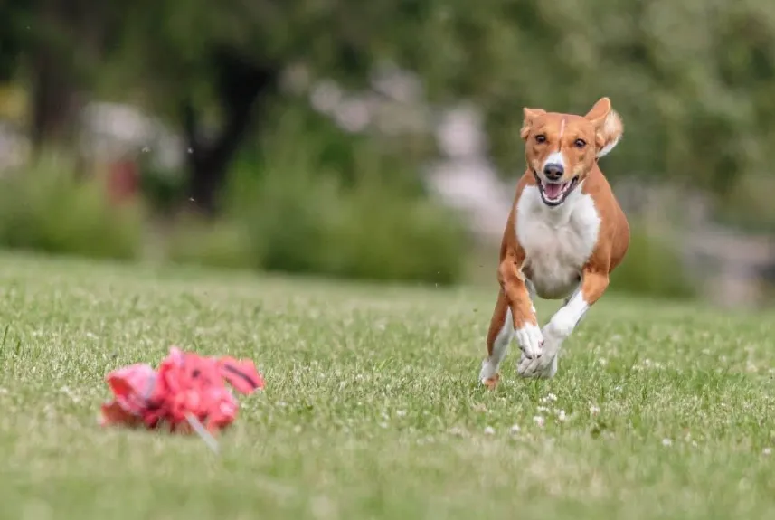 Fastcat Fever The Thrilling Dog Sport That Measures Speed and Spirit