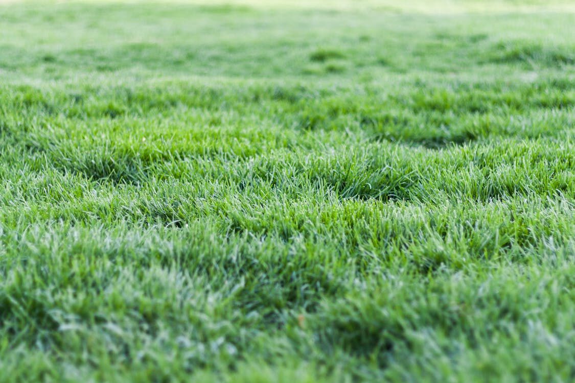The Importance Of Keeping Your Lawn Healthy And How To Do It