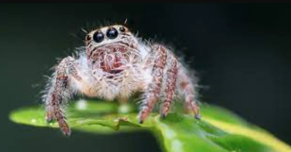 Common Signs You Need Spider Control Services In Anaheim
