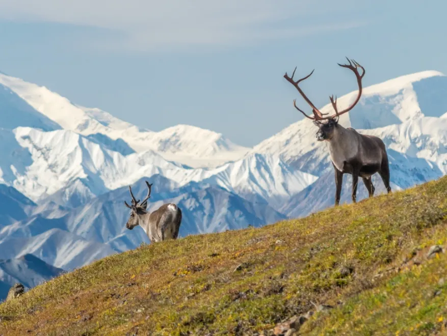 Untamed Beauty Exploring Alaska’s Iconic National Parks
