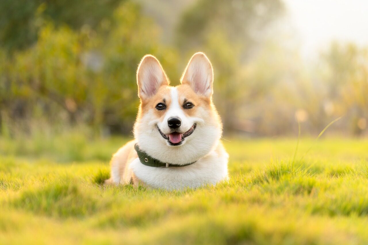 Benefits of GPS Trackers for All Types of Pets