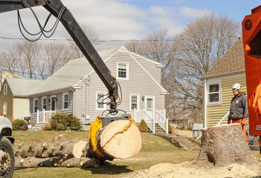 How do Tree Services work for Properties With Underground Utilities