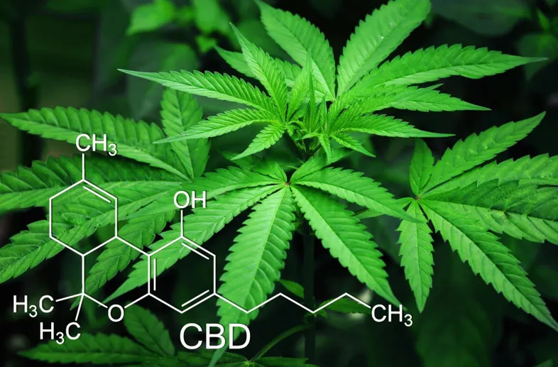 Cannabis 101 Understanding the Difference Between THC and CBD